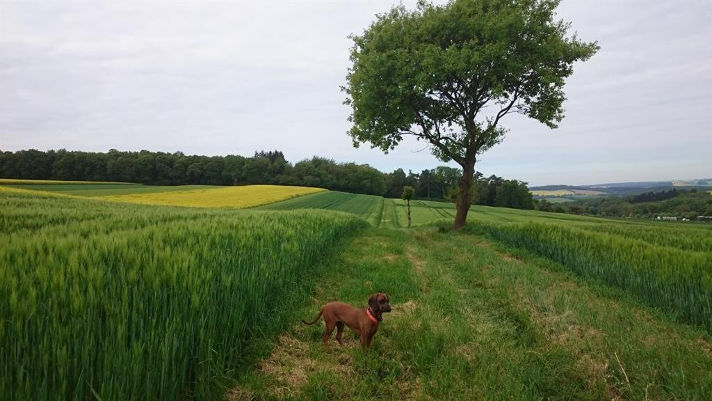 Ferienwohnung Maifeld Wierschem Bagian luar foto